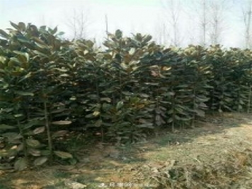 南陽玉蘭基地，廣玉蘭苗木繁育技術(shù)