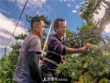 一樹一景，湖南長沙花木造型師的“雙搶”季