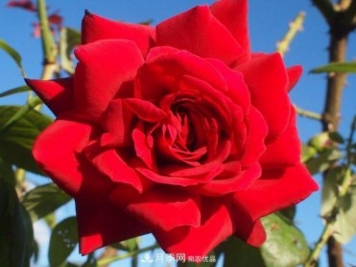 紅衣主教大花月季，花型漂亮，非常耐開