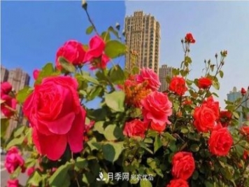 山東濟(jì)南歷城區(qū)唐冶西路的樹(shù)狀月季花?！懊廊缙G”