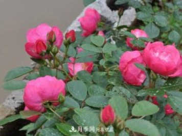 安吉拉月季的優(yōu)缺點是什么？ 如何養(yǎng)殖