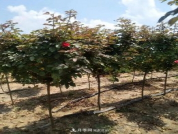 供應(yīng)各種規(guī)格的樹狀月季，樹樁月季，小青桿月季
