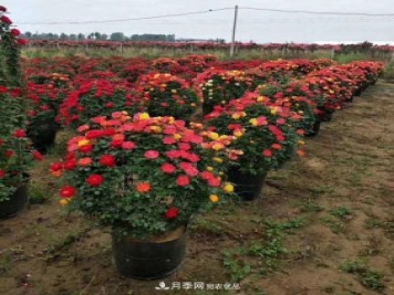 基地直供造型月季花瓶、月季花球、月季花柱批發(fā)價格