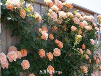 廣東種月季，首選這15種，一年花開(kāi)10個(gè)月！