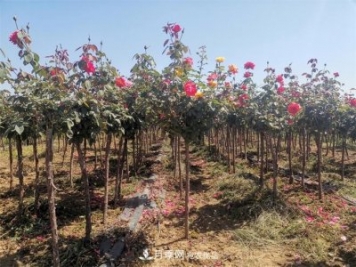 河北樹狀月季批發(fā)基地，品種月季產(chǎn)地直供價格表