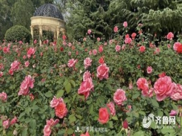 山東濟(jì)南網(wǎng)紅打卡地！帶您看姹紫嫣紅的月季花海