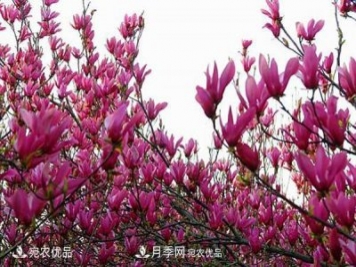 南召辛夷苗價(jià)格，辛夷苗行情，中國辛夷之鄉(xiāng)玉蘭之鄉(xiāng)