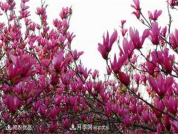 中國辛夷之鄉(xiāng)，帶你看看什么是南陽南召辛夷花