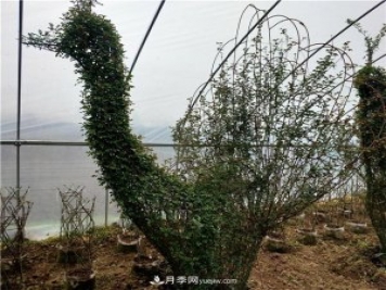 動物造型月季，十二生肖奇型造型月季