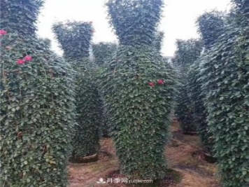 月季花瓶，南陽基地花瓶造型月季批發(fā)價格