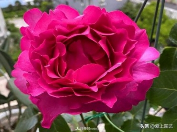無(wú)伊芙不月季，哪種伊芙月季最值得入手？