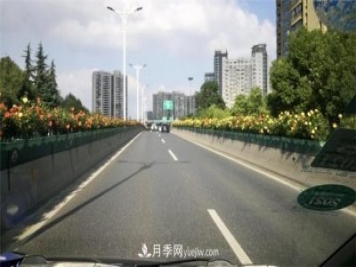 一路花開一路美景 杭州高架月季正當(dāng)時(shí)