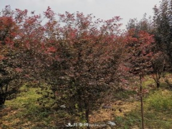 南陽紫葉李苗木基地，紫葉李都有哪些優(yōu)點(diǎn)和特點(diǎn)？