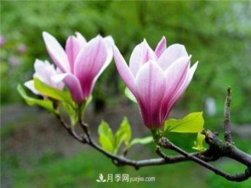 南陽南召縣榮獲“中國玉蘭之鄉(xiāng)”稱號(hào)