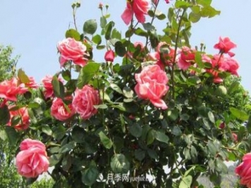 超微型月季嫁接樹(shù)狀月季芽點(diǎn)數(shù)量的選擇