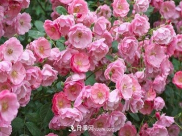 安吉拉月季的優(yōu)缺點是什么？安吉拉養(yǎng)殖辦法