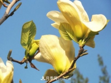 南召玉蘭養(yǎng)護小知識
