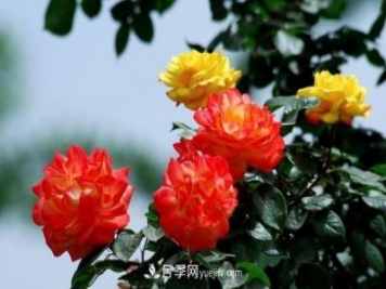 月季詩/七絕《月季》