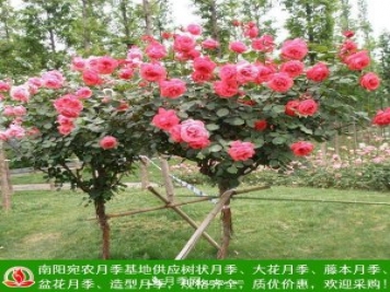 樹狀月季，藤本月季，大花月季，貨源充足價格合理