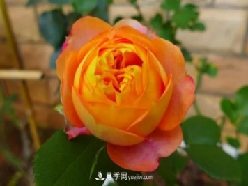專屬12星座的月季花，你的星座是什么月季