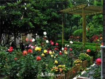 南通市花是什么？南通市花是月季