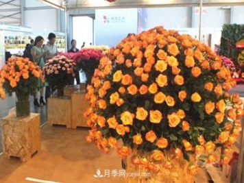 2020年云南“10大名花”千萬元獎(jiǎng)勵(lì)，多個(gè)月季種苗獲獎(jiǎng)