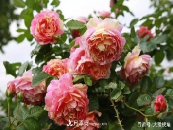 河南省各市市花，洛陽牡丹最出名，月季最受歡迎