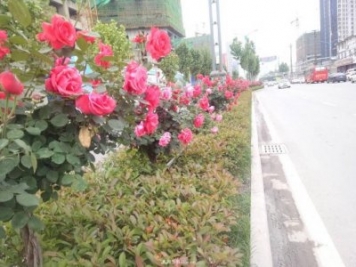 山西運(yùn)城：月季花街，賞花要讓花入你眼中來