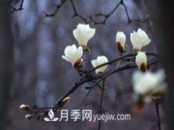 南召白玉蘭，廣玉蘭，紫玉蘭有什么區(qū)別，種植方法有哪些？
