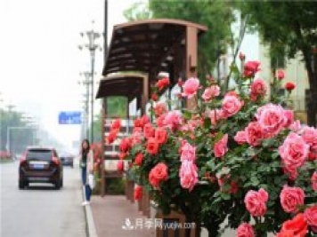 河北3公分樹狀月季，大花品種批發(fā)