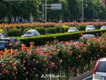 道路樹狀月季，行道月季樹