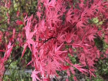 雞爪槭和紅楓的區(qū)別，葉片、枝干、花果期