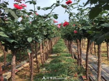 3公分月季樹，樹狀月季價格，小高桿月季基地