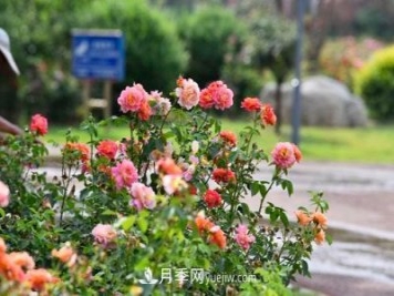 200多種月季花，花卉新品種豐富壽光城市園林色彩