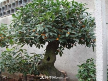 南陽四季桂栽培五要點(diǎn)