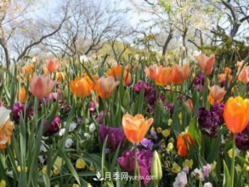 玫瑰要交專(zhuān)利費(fèi) 花卉消費(fèi)還能“香”多久