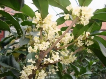 南陽桂花多達(dá)45個(gè)品種，漲知識(shí)了