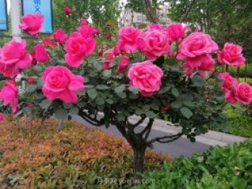 河南樹狀月季種植對環(huán)境有什么要求？