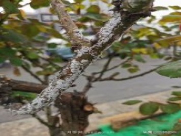 樹狀月季枝干上有許多小白點，可能是桑盾蚧在危害