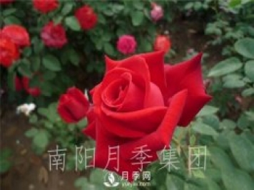 月季肥傷怎么辦？大花月季兩大癥狀描述