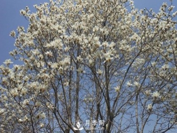 白玉蘭樹越冬防寒工作是怎樣的？