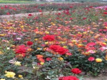 怎樣養(yǎng)好月季花？石橋月季告訴你