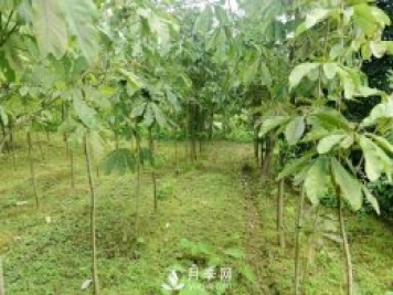 6個(gè)常見景觀樹