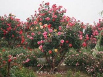 國內(nèi)月季八成市場來自河南南陽，年產(chǎn)值25億