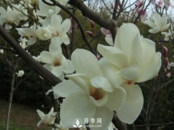 黃玉蘭和白玉蘭的不同，河南白玉蘭基地為你一一介紹
