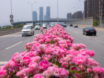同賞一束花，共沐月季香，看南陽(yáng)月季如何變?yōu)槲錆h“街花”