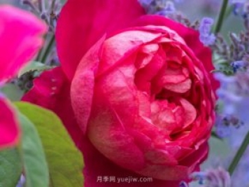 推薦3個月季品種優(yōu)缺點，不容錯過的珍品月季