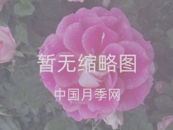 南陽市臥龍區(qū)蒲山鎮(zhèn) 打造月季長(zhǎng)廊扮靚鄉(xiāng)村