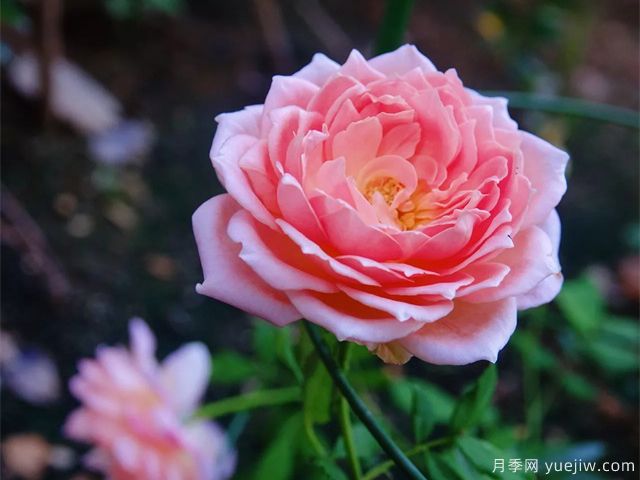 銀禧慶典月季復(fù)花超快，口碑極佳(圖1)