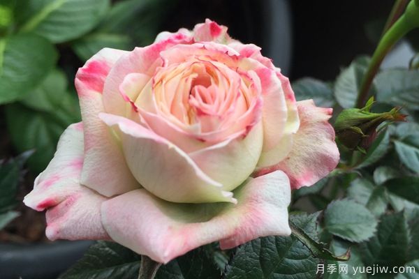 妖精系列月季，5個品種都優(yōu)秀(圖2)